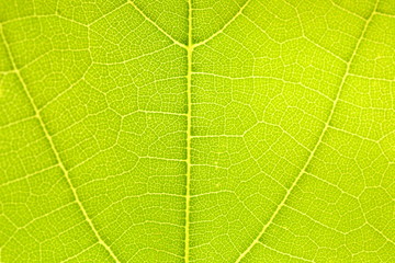Obraz premium Green leaf texture. Macro