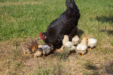 mother hen with small chickens,The chicken teaches its small chickens to look for food in the grass