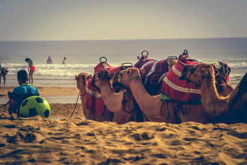 The incredible seascaping view of beach with blue sea in morocco in summer