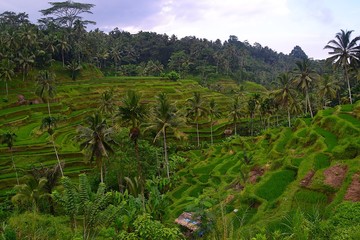 Fototapeta na wymiar Reiseterrassen Bali