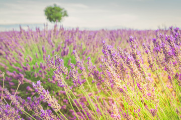 Naklejka na ściany i meble Lavender summer field