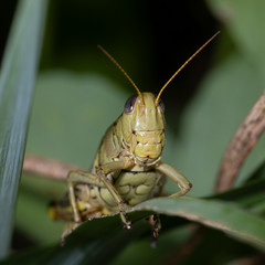 Differential Grasshopper Portrait