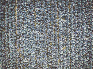 Fototapeta premium Aerial view of a field of ripe blueberry cabbage