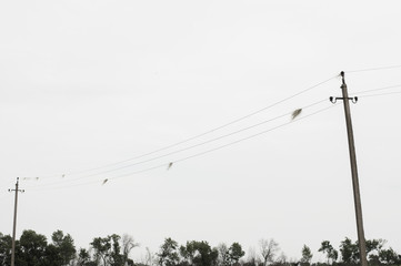 poles, grass hanging on wires