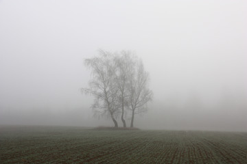 Autumn. November. Among the field in dense fog silhouettes of three birches are looked through.