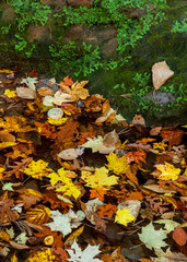 480-20 Leaves & Moss at Stream Edge