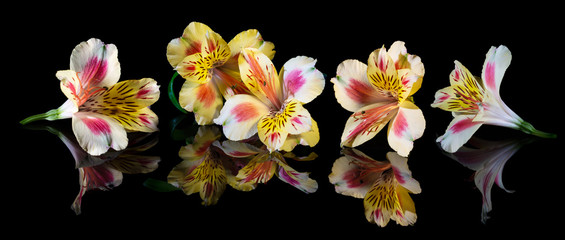 Yellow flowers of Alstroemeria on black background with reflection.