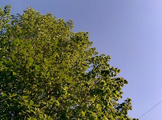 nature, trees, field