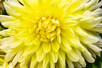yellow flower with a lot of petals