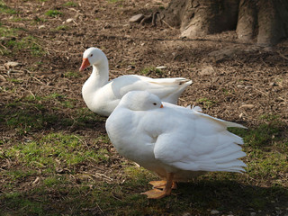 Oie de Diepholz au plumage blanc 
