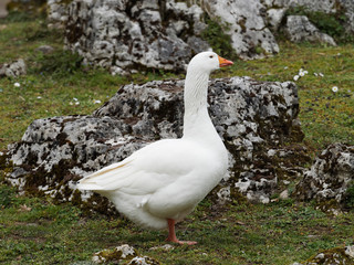 Oie de Diepholz au plumage blanc