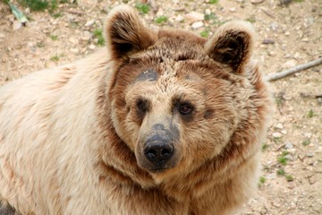 Fototapeta premium Ours