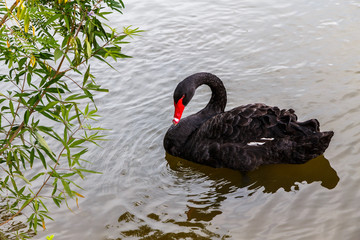 Naklejka premium Elegant black swan floating on the lake surface.