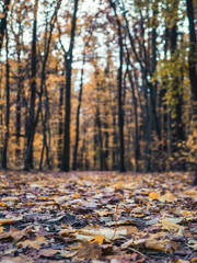 Footpath in the woods with colorful autumn leaves