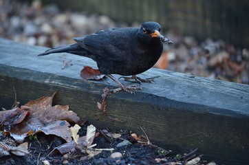 Hungry black bird on a fence eating worm