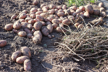 Naklejka na ściany i meble A ripe potato is in the vegetable garden, dug up potatoes, harvest vegetables