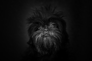Portrait of the Affenpinscher is black and white.