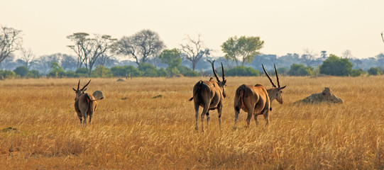Panoramic view of Three Eland on the african plains in Hwange National Park, Zimbabwe