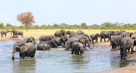 Large herd of african elephants congregate and have fun at a waterhole with a pale blue sky and natural bush background in Hwange National Park, Zimbabwe