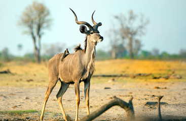 Male Greater Kudu standing on the african savannah with oxpecker on it's back - Hwange National Park, Zimbabwe
