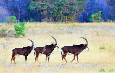 Naklejka na ściany i meble Three beautiful Sable Antelopes walking across the dry yellow savannah in Hwange National Park , Zimbabwe
