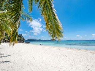 Obraz na płótnie Canvas Green palm tree on a white sand beach. Malcapuya island, Coron, Philippines. November, 2018