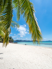 Fototapeta na wymiar Green palm tree on a white sand beach. Malcapuya island, Coron, Philippines. November, 2018