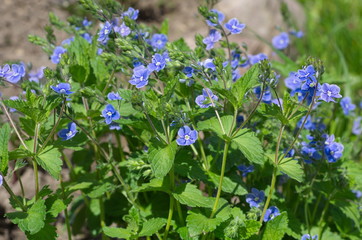 Veronica chamaedrys blooms in spring