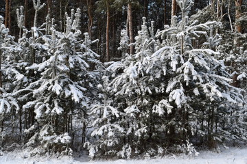 under the snow cover