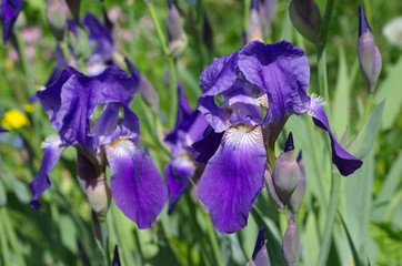 Purple bearded irises (lat. Iris barbatus) bloom in the garden