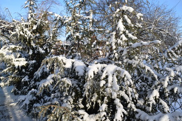 under the snow cover