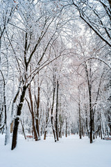 winter in the park trees in the snow