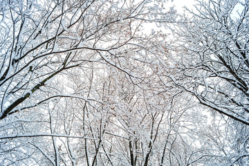 background of tree branches in the snow