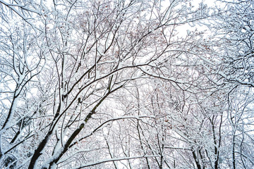 background of tree branches in the snow