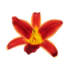 Red lily (Latin Lilium). Isolated on white background