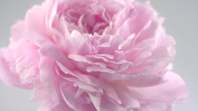 Beautiful pink peony petals background. Blooming peony flower rotation closeup. Beauty spring romantic flower rotated. 4K UHD video 3840X2160