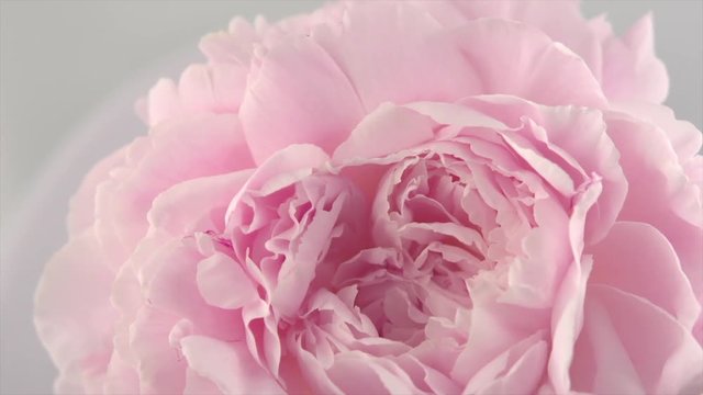 Beautiful pink peony petals on grey background. Blooming peony flower rotation closeup. Beauty spring romantic flower rotated. Top view. 4K UHD video 3840X2160