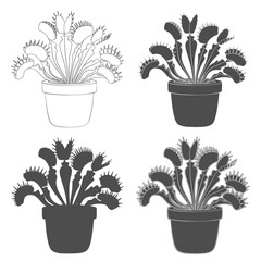 Set of black and white images of venus flytrap. Isolated vector objects on white background.