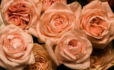 Ivory pastel color roses bouquet, stylish valentine compliment, invitation card, macro flower