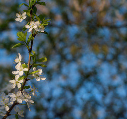 Branch with white flowers, spring season blossom
