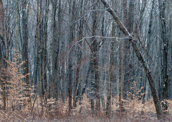 481-30 Winter Forest Texture