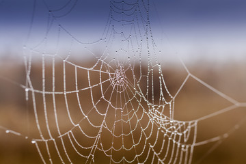 Fragile spider net in early in a foggy wet and cold morning