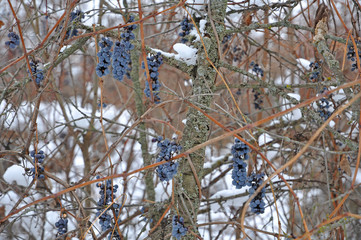 Bunches of grapes in winter