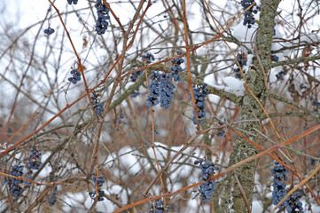 Bunches of grapes in winter
