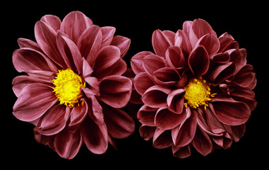 Dark Red flowers dahlias on black isolated background with clipping path.  No shadows. Closeup.  Nature.