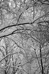 Winter season, snow, frozen trees