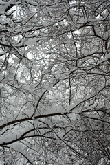 Winter season, snow, frozen trees