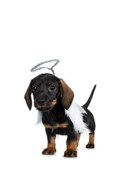 Cute Mini Dachshund wirehaired wearing angel wings and silver halo.Standing half side ways, looking  with sweet dark eyes straight to camera. Isolated on white background