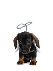 Cute Mini Dachshund wirehaired wearing angel wings and silver halo. Sitting down facing front, head down looking  with sweet dark eyes straight to camera. Isolated on white background