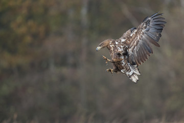 Birds of prey - white-tailed eagle in flight (Haliaeetus albicilla)